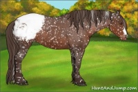 Horse Color:Liver Chestnut Appaloosa 