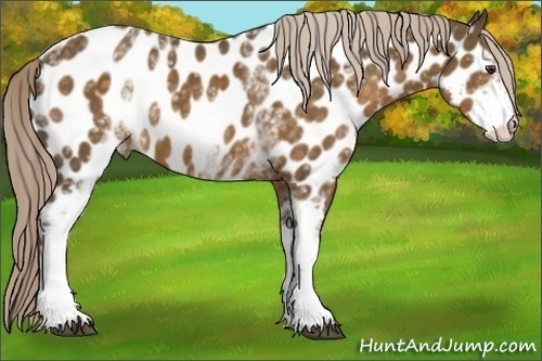 Horse Color: White Spotted Chocolate Palomino Near Leopard 