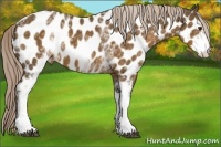 Horse Color:White Spotted Chocolate Palomino Near Leopard 