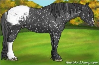 Horse Color:Black Appaloosa 