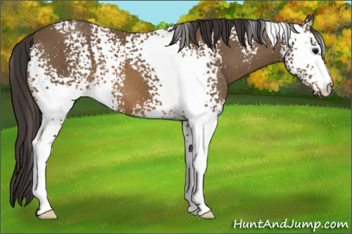Horse Color: White Spotted Buckskin 