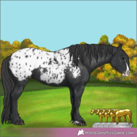 Horse Color:Unknown 