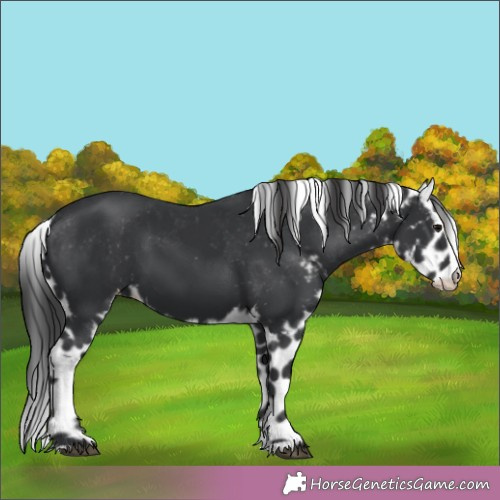 Horse Color:Unknown 