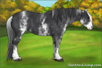 Horse Color:White Spotted Black 