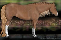 Horse Color:Chestnut  Brindle