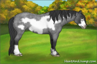 Horse Color:Brown Roan Frame Rabicano