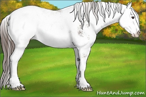 Horse Color: Liver Chestnut Sabino Snowcap 