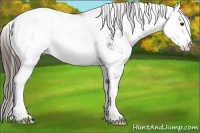 Horse Color:Liver Chestnut Sabino Snowcap 