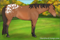Horse Color:Bay Appaloosa 