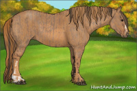 Horse Color:Bay Dun  Brindle