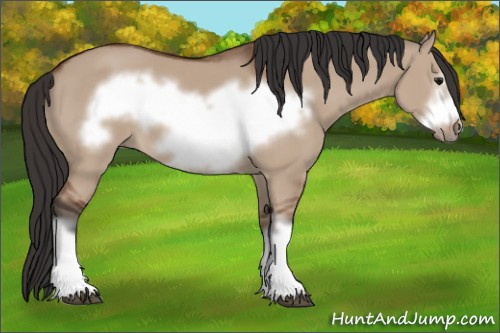 Horse Color: Bay Dun Frame 