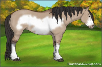 Horse Color:Bay Dun Frame 