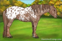 Horse Color:Chestnut Appaloosa 