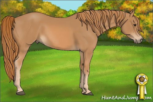 Horse Color: Chestnut 