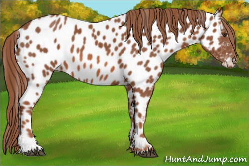 Horse Color: Liver Chestnut Near Leopard 
