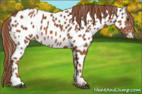 Horse Color:Liver Chestnut Near Leopard 
