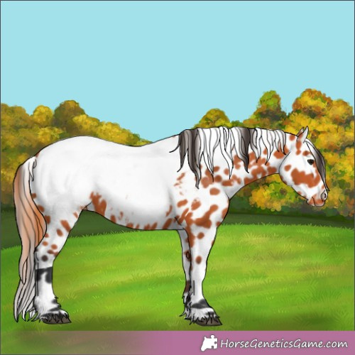 Horse Color:Bay Appaloosa 