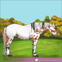 Horse Color:Bay Appaloosa 