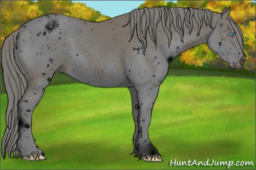 Horse Color: ERROR: UNKNOWN ANOMALY