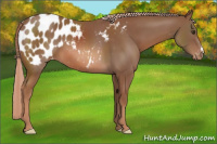 Horse Color:Liver Chestnut Appaloosa 