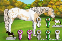 Horse Color:Gray Silver Amber Cream Champagne Roan Dun Splash Tobiano Frame Appaloosa Rabicano 