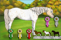 Horse Color:Gray Silver Amber Cream Champagne Roan Dun Splash Tobiano Frame Near Leopard Rabicano 