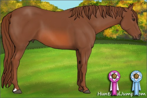 Horse Color: Liver Chestnut 