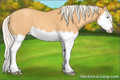 Horse Color: Gold Cream Champagne Roan Splash 