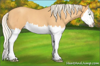 Horse Color:Gold Cream Champagne Roan Splash 