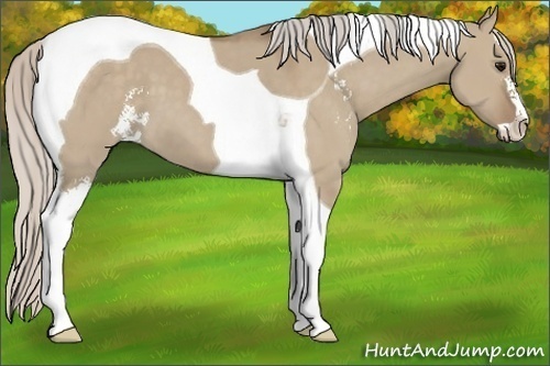 Horse Color:Silver Grullo Sabino Tobiano 