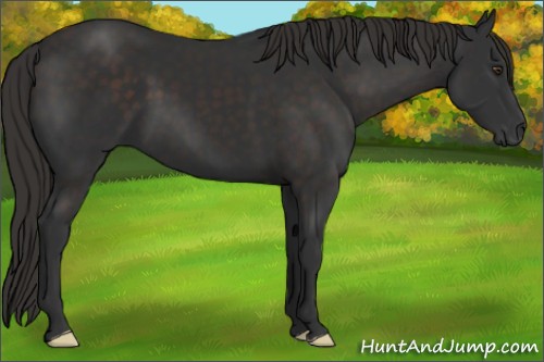 Horse Color: Liver Chestnut 