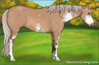 Horse Color:Silver Bay Dun Sabino 