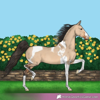 Horse Color:Bay Dun Tobiano 