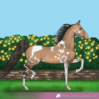 Horse Color:Bay Dun Tobiano 
