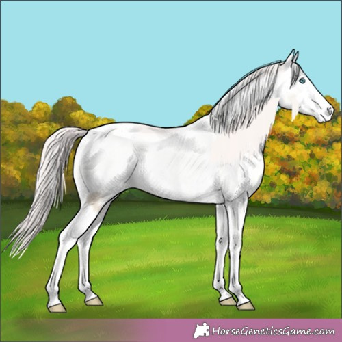 Horse Color:Amber Cream Champagne Pearl Dun 
