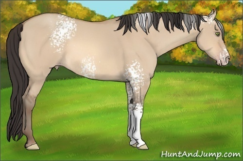 Horse Color: White Spotted Amber Champagne Dun 
