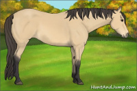 Horse Color:Buckskin 