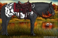 Horse Color:Black Appaloosa 