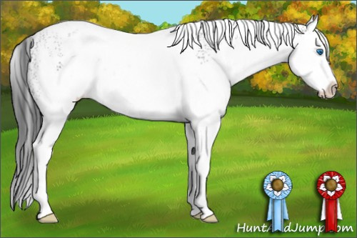 Horse Color: White Spotted Black Splash Blanket 