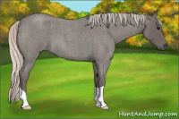 Horse Color:Silver Blue Roan