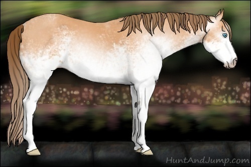 Horse Color:Gray White Spotted Perlino 