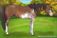 Horse Color:Bay Sabino 
