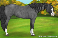 Horse Color:Blue Roan Splash 
