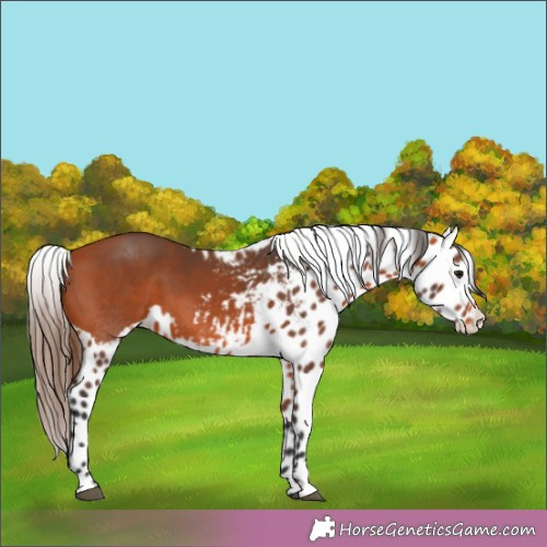 Horse Color:Brown Appaloosa