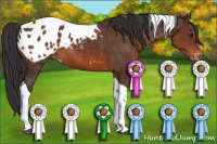 Horse Color:Brown Tobiano Appaloosa 