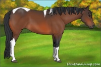 Horse Color:Bay Tobiano 