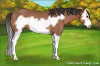 Horse Color:Bay Splash Frame Rabicano 