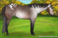 Horse Color:Gray Bay Appaloosa 