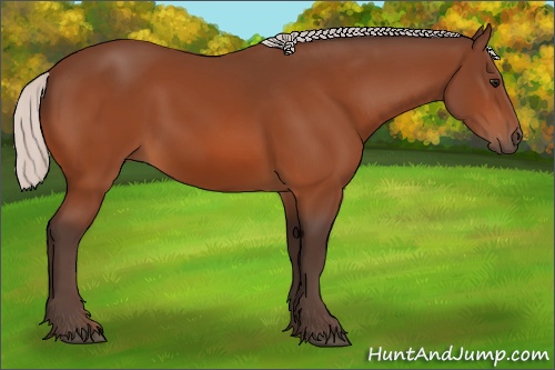 Horse Color: Silver Bay 