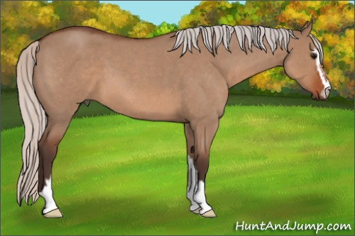 Horse Color: Unknown 